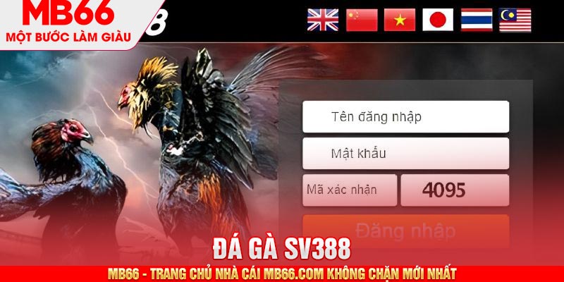 SV388 là sự lựa chọn hàng đầu của sư kê chuyên nghiệp